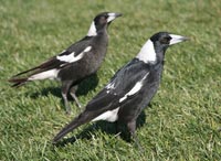 Magpies on a sports field