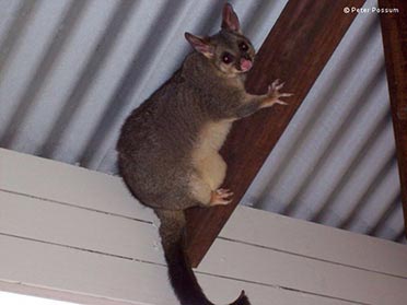Brushtail Possum On a Deck