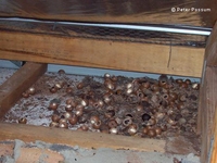 Macadamia nuts stored in a Brisbane roof by rats