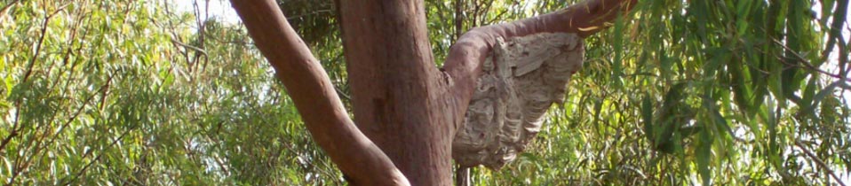 wasp nest removal peter the possum bird man wasps nest in trees