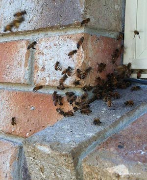 Bees On the Wall Bees On the Wall