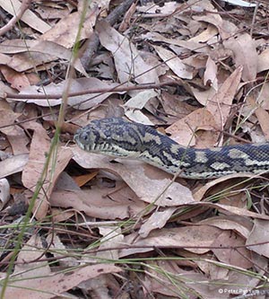 Carpet Pythons Carpet Pythons