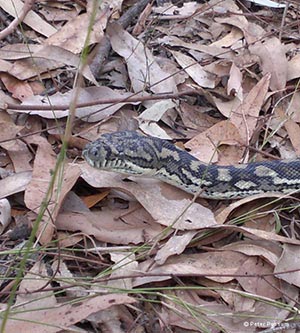 Carpet Pythons