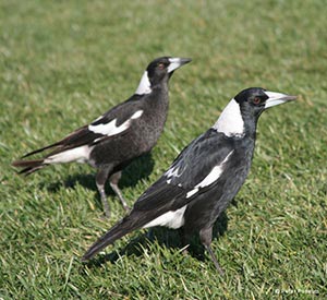 Curious Magpies