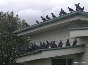 Feral Pigeons On a Roof - pest control brisbane