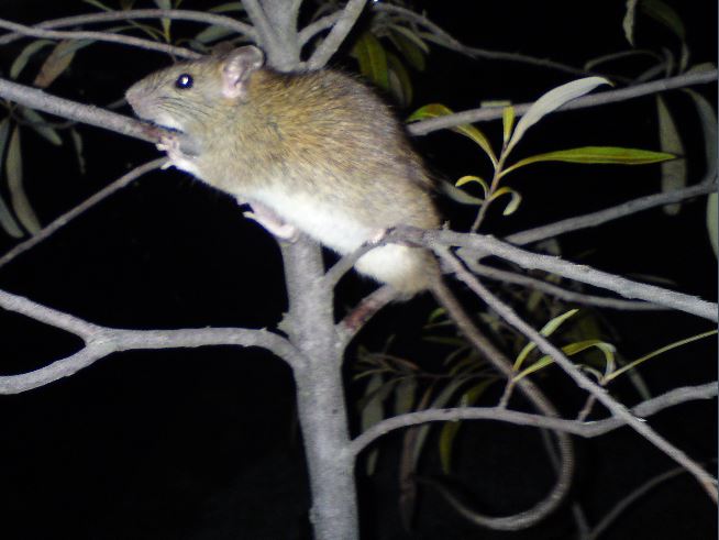 Get Rid of Rats from Trees Get Rid of Rats from Trees