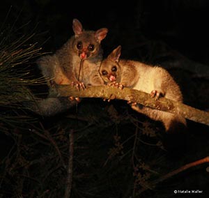 Mother and Baby Brushtail Possum