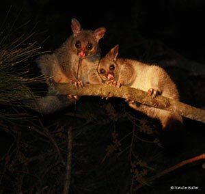 Mother and Baby Brushtail Possum Mother and Baby Brushtail Possum