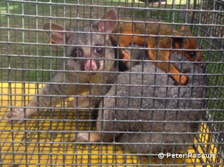 Possum Trap