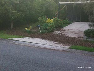Brush Turkeys Removal Brisbane Brush Turkeys Removal Brisbane