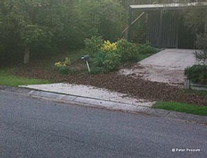 Brush Turkeys Removal Brisbane