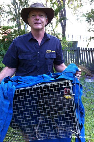 Brush Turkeys Removal Brisbane Brush Turkey Captured