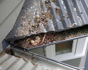 Pigeon Nest and Chicks - pest control brisbane