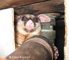 Possum Trap