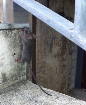 Rat Running Up Staircase