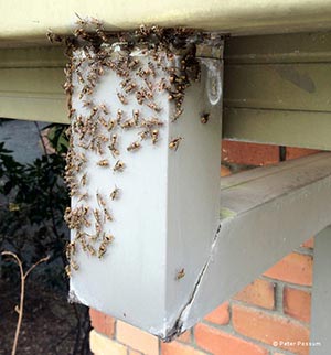 Wasp Nest Removal in Brisbane Wasp Nest Removal in Brisbane