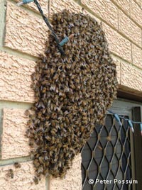 A bee swarm resting on a house wall