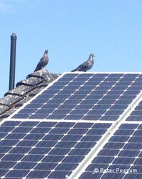 Pigeons roosting under solar pannels