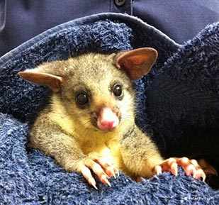 Baby Brushtial Possum