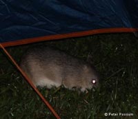 A Bandicoot in a campsite near Brisbane