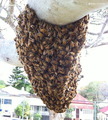 Bee Swarm Bee Swarm