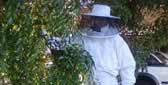 Bee Removal Brisbane