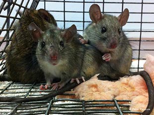 Black Rats Caught In a Roof