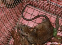 A Brisbane rat in a trap A Brisbane rat in a trap