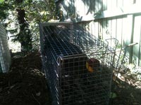 A brush turkey ready to be relocated