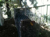 A brush turkey ready to be relocated A brush turkey ready to be relocated