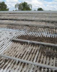 The damage pigeon droppings do The damage pigeon droppings do