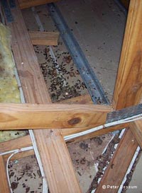 Droppings and nuts from rats in a roof