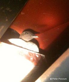 Duck Stuck In a Chimney