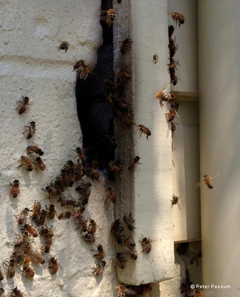 Feral Bees