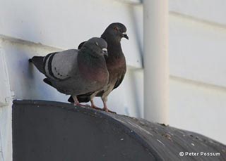 Feral Pigeons