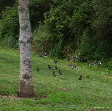 Indian Mynas At a Park