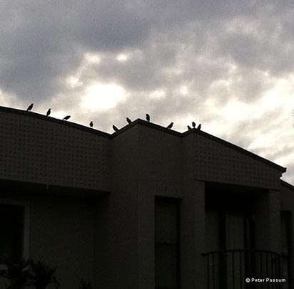 Indian Mynas