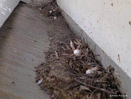 Leaves and Birds Nests In a Gutter that needs cleaning