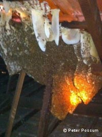 A massive bee hive in a ceiling space