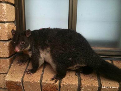 Mountain Brushtail Mountain Brushtail