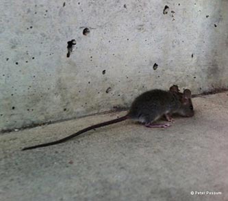 Mouse Running Along Stairs