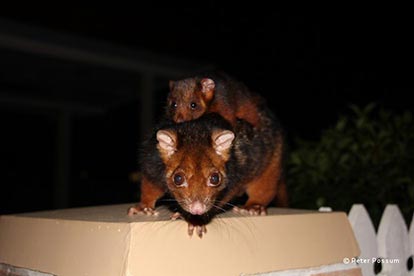 Mum and Baby Ringtail Possum Mum and Baby Ringtail Possum