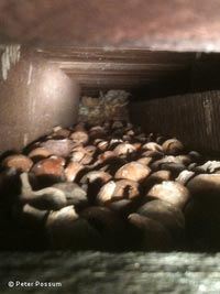 Nuts stored in a house by rats