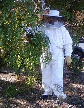 Our Bee Removal Specialist