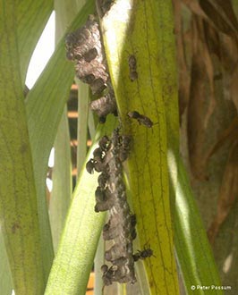 Paper Wasps Nest