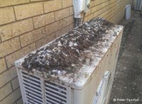 Pigeon droppings on an air conditioning unit Pigeon droppings on an air conditioning unit