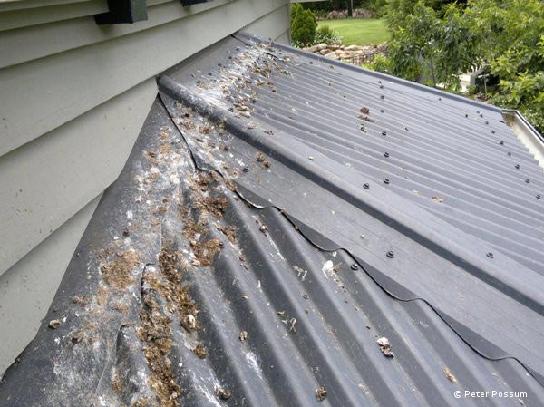 Pigeon Droppings Pigeon Droppings
