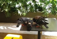 Pigeons feeding on scraps Pigeons feeding on scraps
