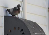 Pigeons roosting on a window awning