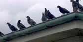Pigeon Control Brisbane